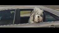 Dulux Dog Commercial