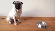 Vodafone What does a pug have to say about the Vodafone network?  Commercial