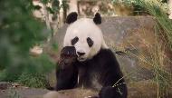 AGL Energy solar, endorsed by Adelaide Zoo’s pandas Commercial