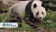 AGL Energy Solar powering the Giant Pandas at Adelaide Zoo Commercial