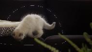 Purina PRO PLAN Kitten with OPTISTART Commercial