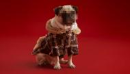 SCHMACKOS Canine Confessions - The Tartan Pug Commercial
