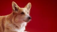SCHMACKOS Canine Confessions - The Corgi  Commercial