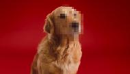 SCHMACKOS Canine Confessions - The Golden Retriever Commercial