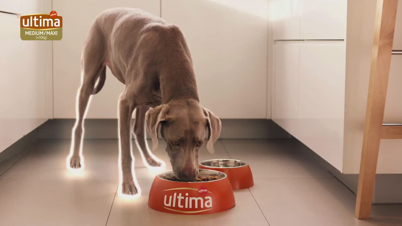 Affinity Encuentra Ultima para tu perro Medium Maxi. anuncio