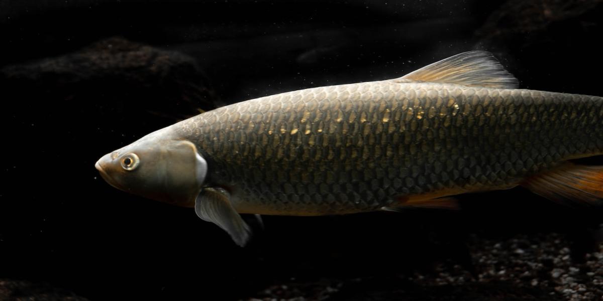 Keep the Fish You Catch or Release Them