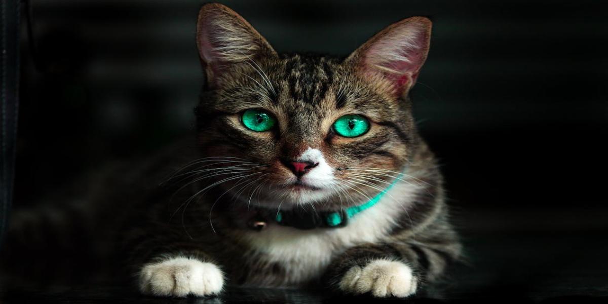 Teach Your Cat to Do Tricks - abancommercials.com