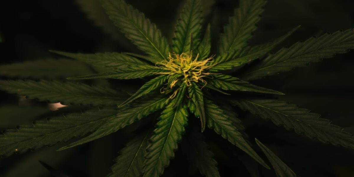 Which HHC Product Is The Best To Take Pre-measured Cannabis