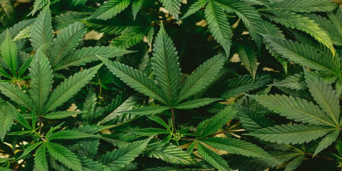 The Process of Harvesting and Manufacturing Marijuana