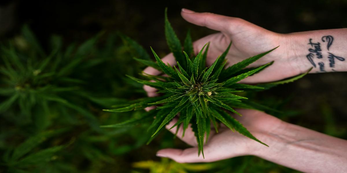 Sativa to Indica: Understanding Your Weed Strain Options