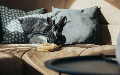 Pet Food Commercials: Why "Humanization" is the Biggest Trend