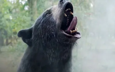 How to watch ‘Cocaine Bear’ on stream free?