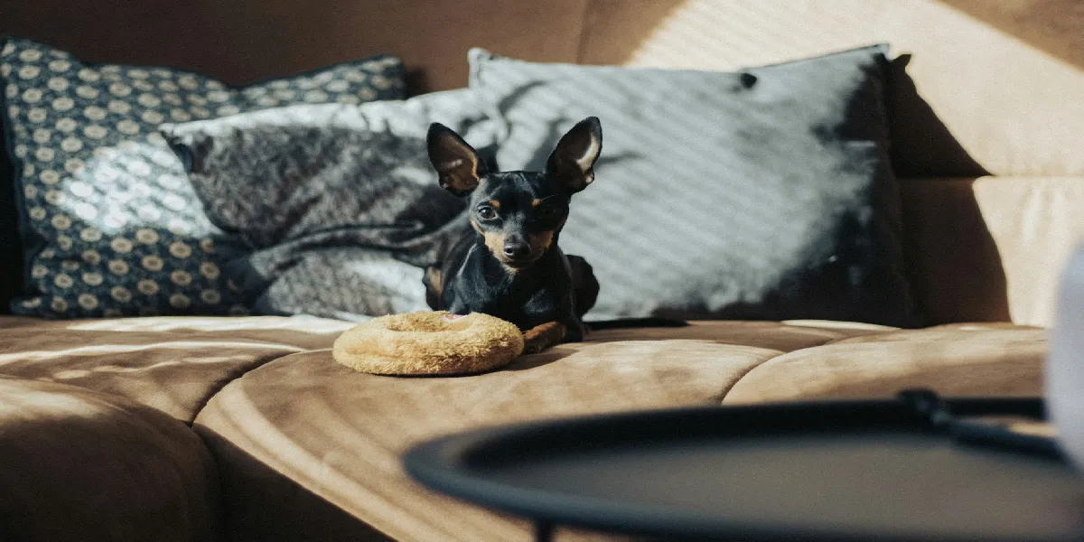 Humanization in Pet Food Ads: 2026 Marketing Trends