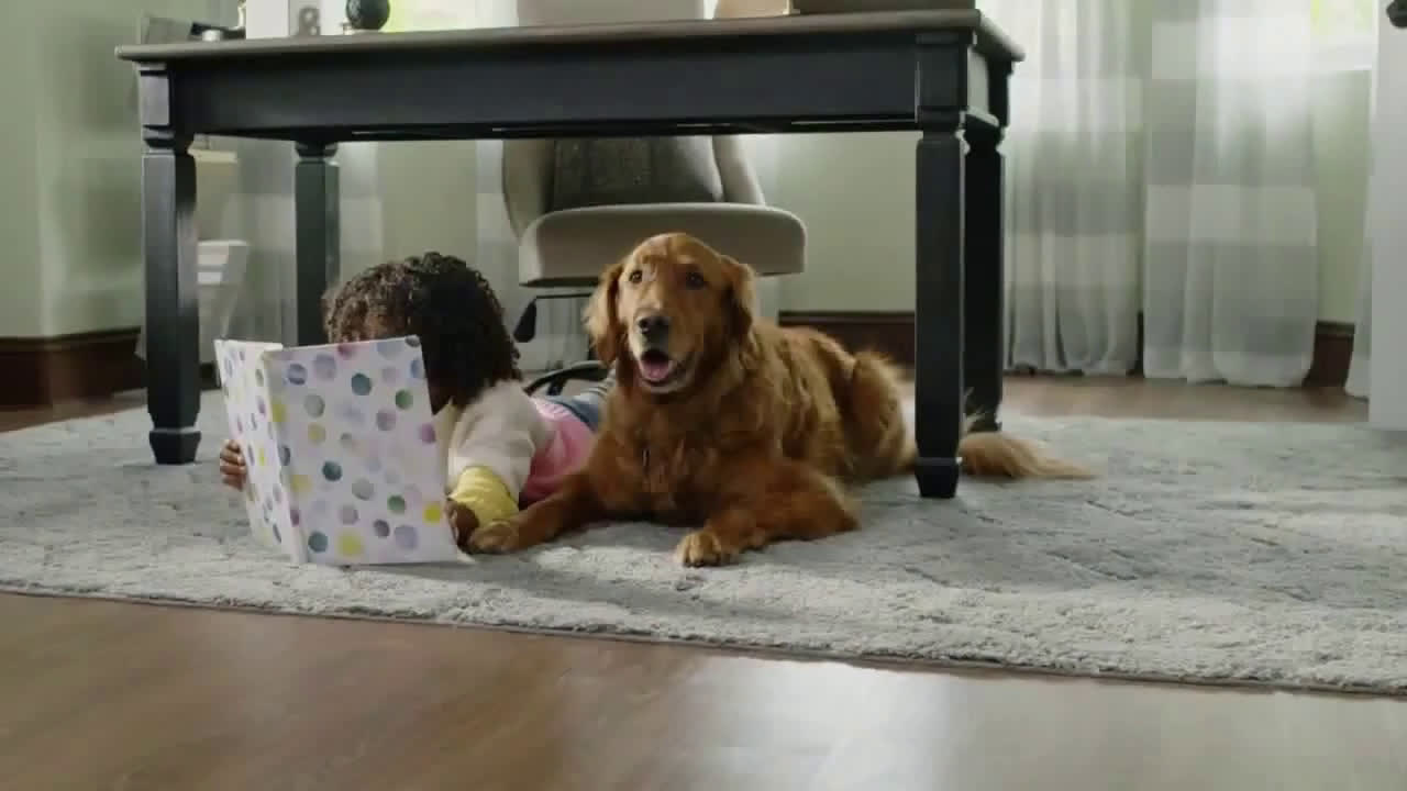  see what your pets do in the day