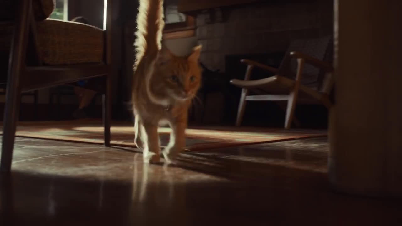 Petco Your Cat's Best Life Ad Commercial on TV