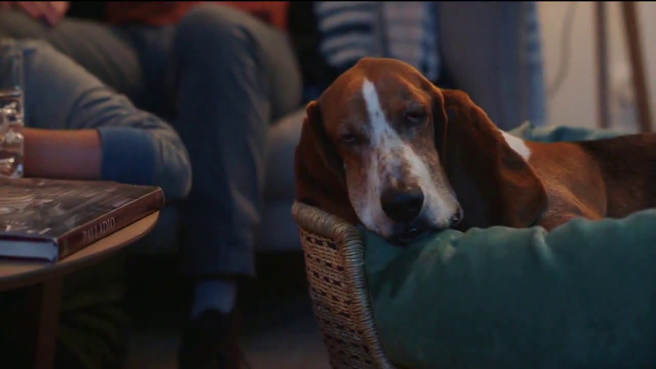  Half asleep dog listening to Amy Poehler talk
