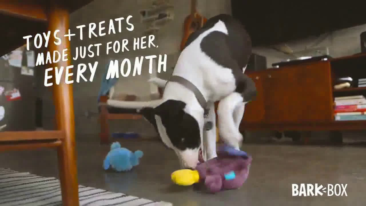 barkbox commercial