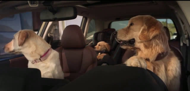  Driving dogs barking at each other