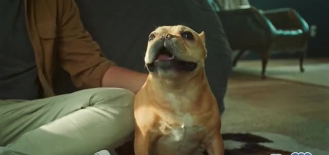 Paw.com 'We Are Pet Parents'