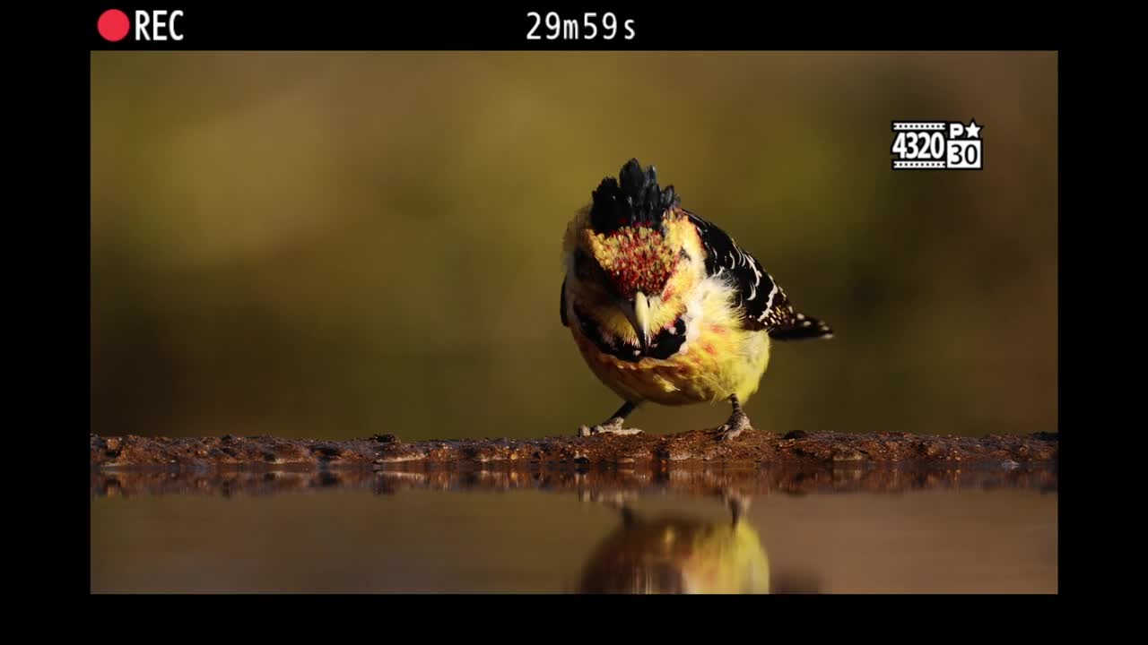  Z 9 is Coming - Teaser 2