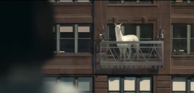  Child is surprised to see an alpaca out of the window