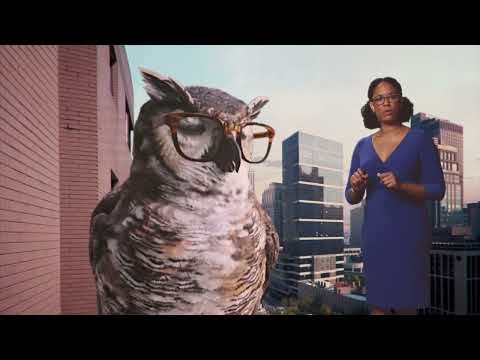  the owl and the weather