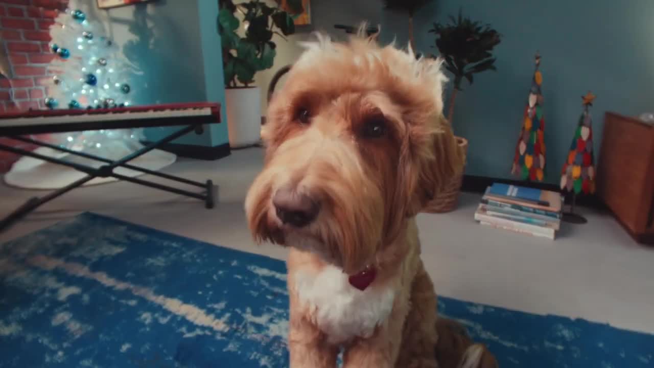 Samsung Dog nods his head as his owner does