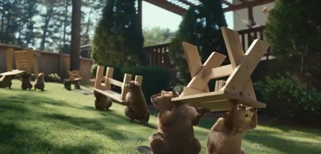  Dog looking for his meat