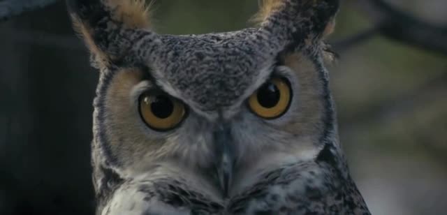  Super Bowl 2023 'Shelter' Featuring Sarah McLachlan