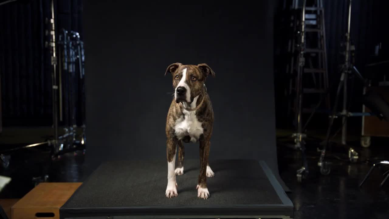 Amazon Dog Auditions