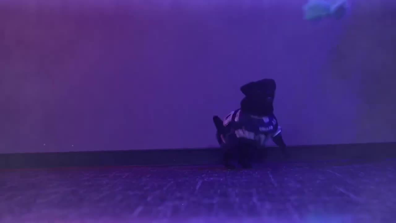 PetSmart The Big Game at PHO