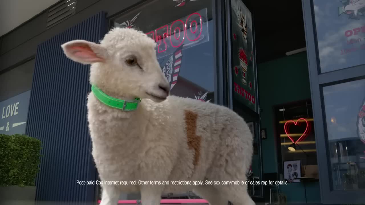 Cox the sheep for a walk