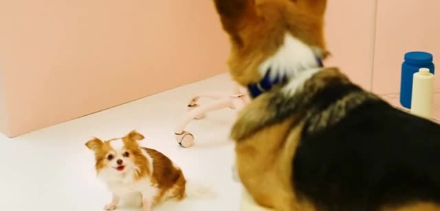 Pumpkin the dogs that talk