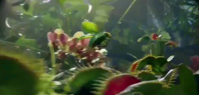 Nature's Way the beetle and the lantern fish