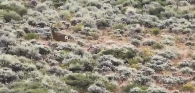 Under Armour Barren Camouflage 'Ultimate Concealment'