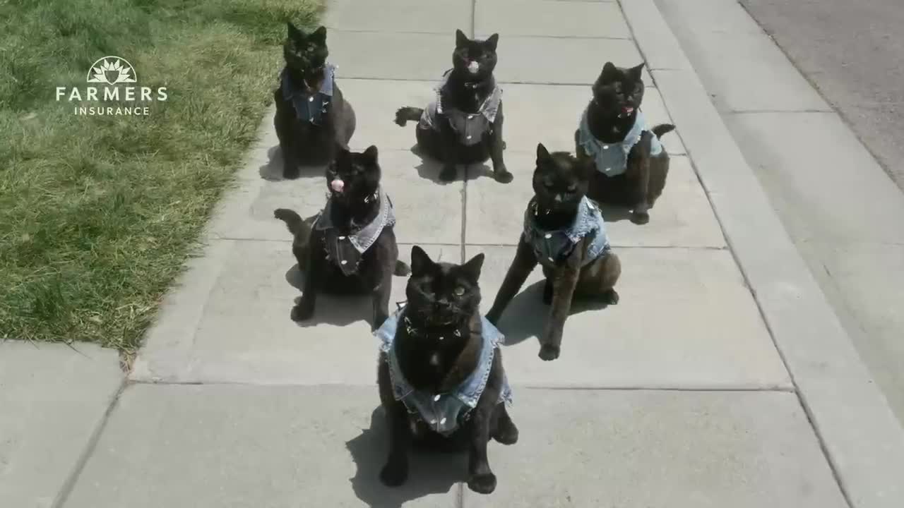  J. K. Simmons picks up a black cat