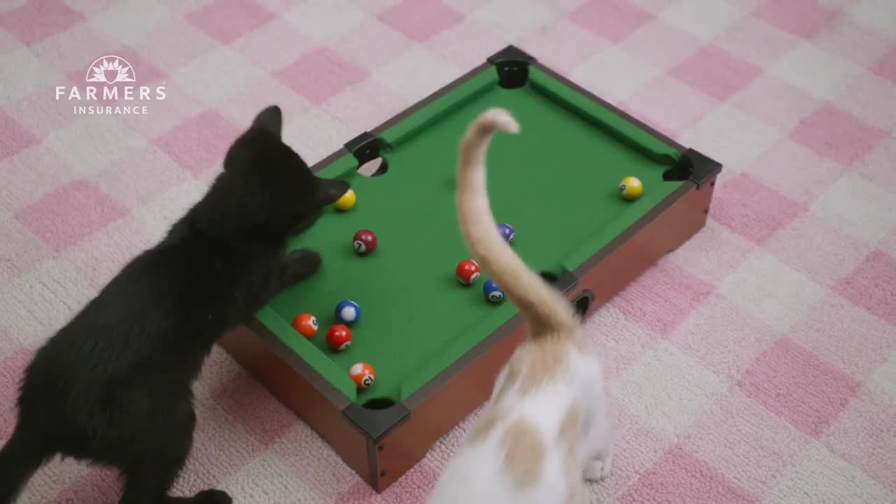 The cat and billiard balls