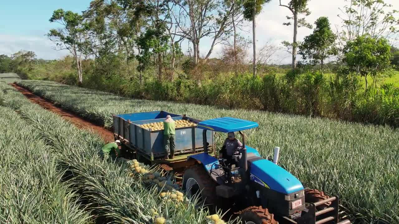 Dole Golden Selection® Pineapple