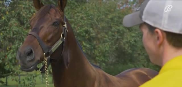 Claiborne Farm 'Grand Ave Girl, Smile Happy and Happy American'