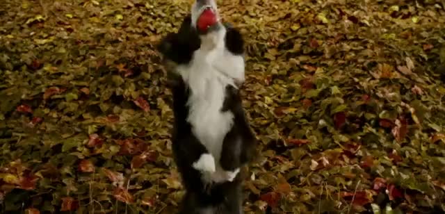 Iams Perro agarrando una pelota roja