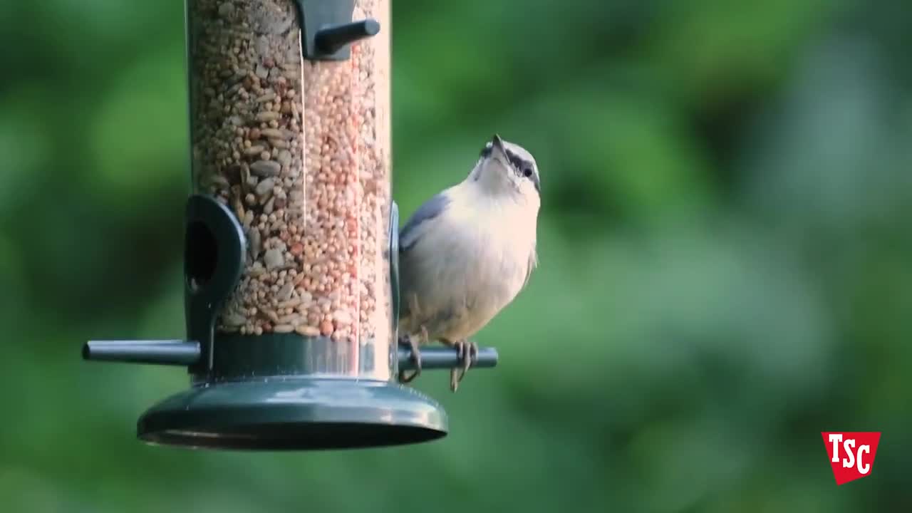 Tractor Supply Co Everything You Need for All Your Backyard Pets 