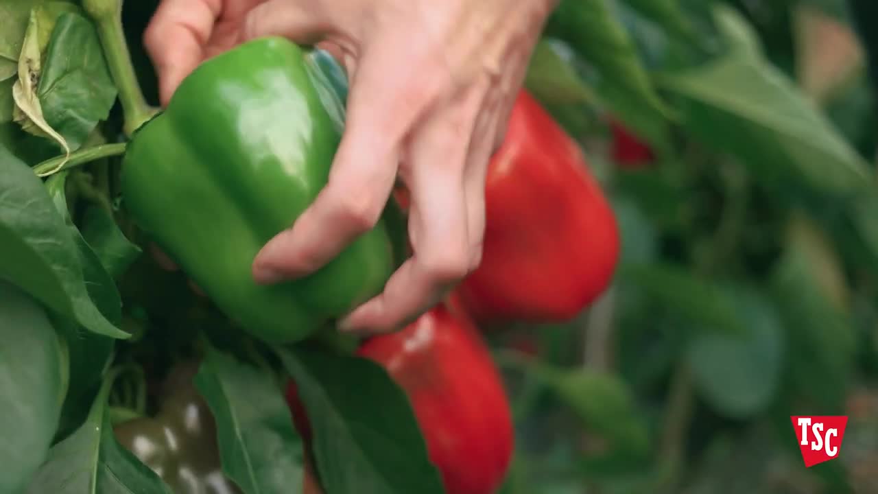 Tractor Supply Co Time to Fire Up the Grill for Summer Out Here 