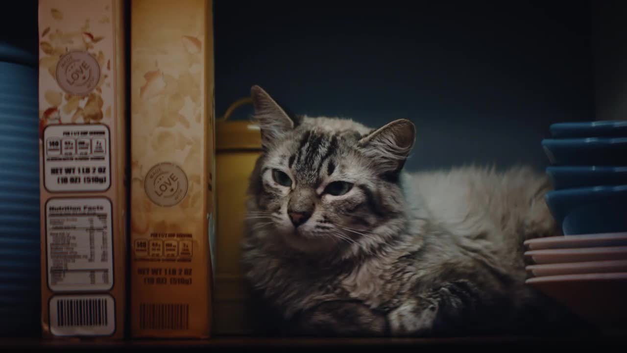 Petco Why does your cat judge your snacking choices? 