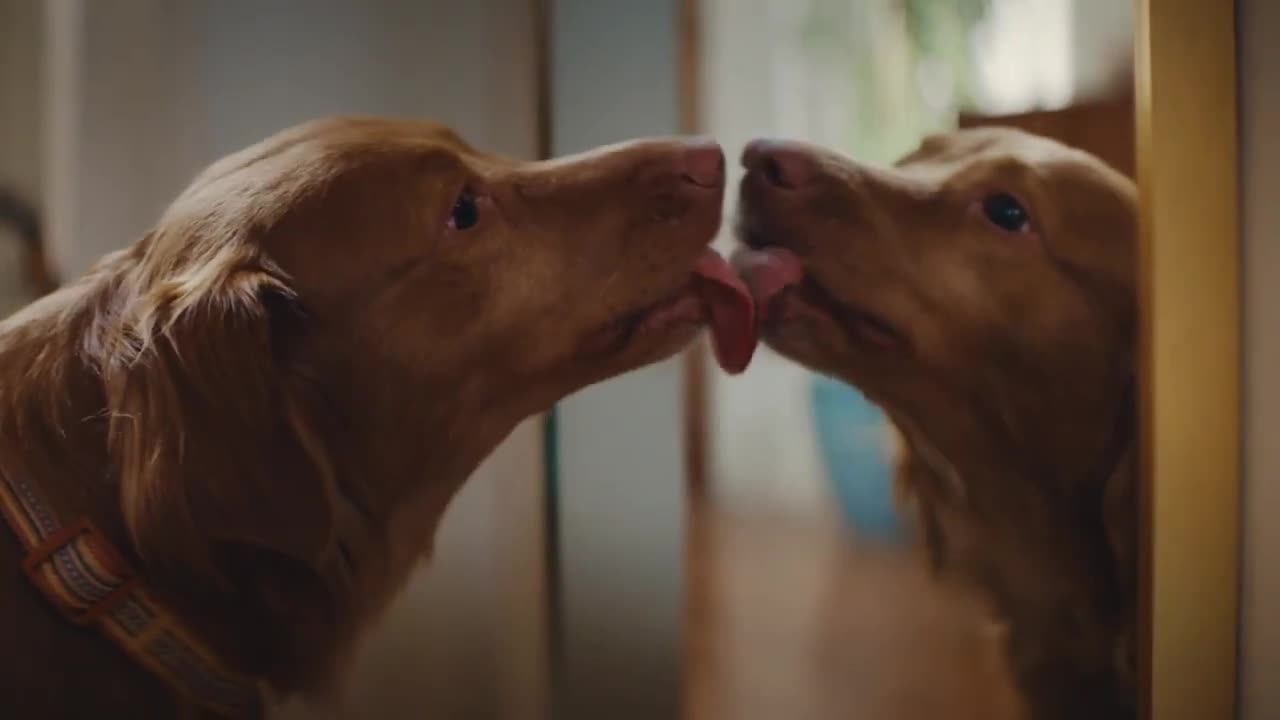 Petco Why does your dog like to makeout with himself?