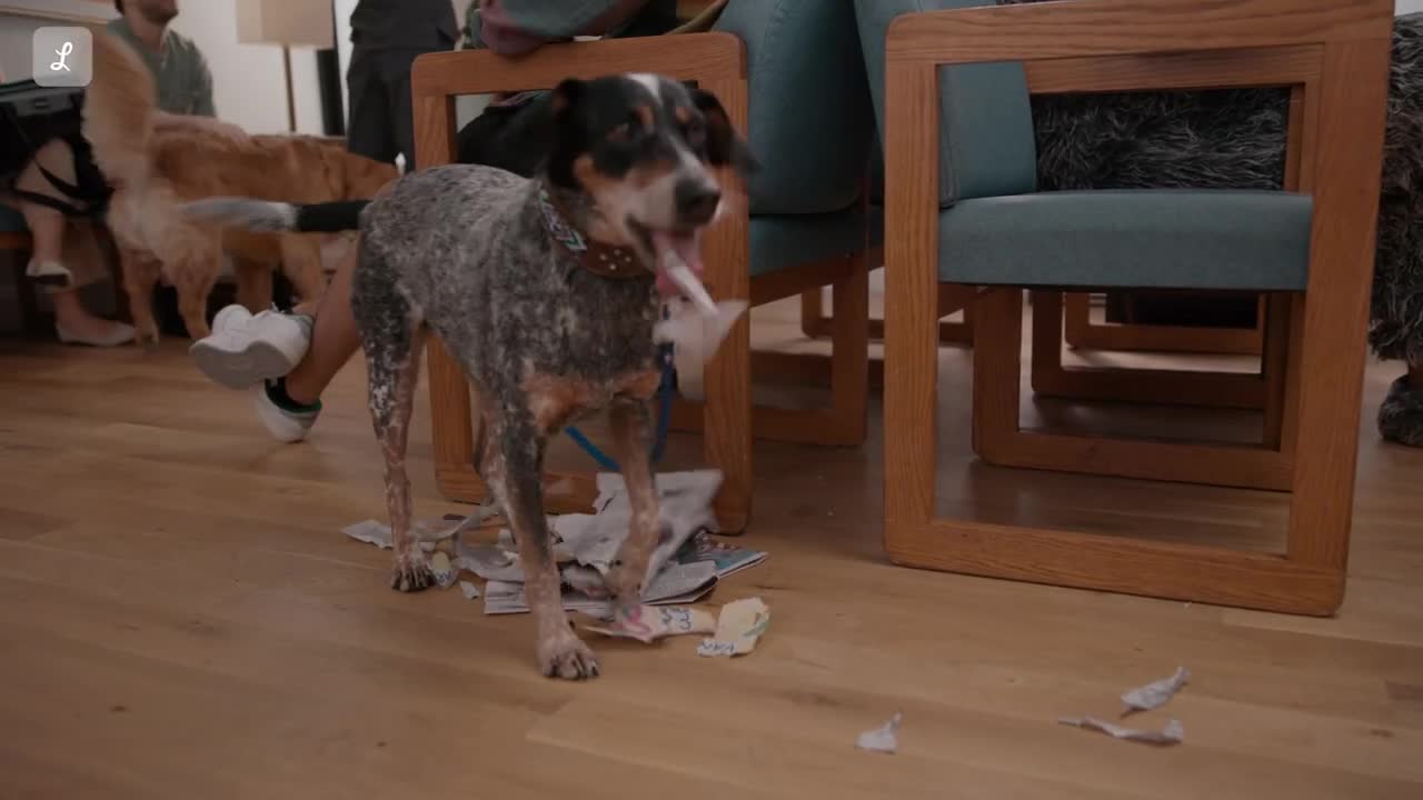  Pet Insurance: You’ll wish you were a pet - Newspaper