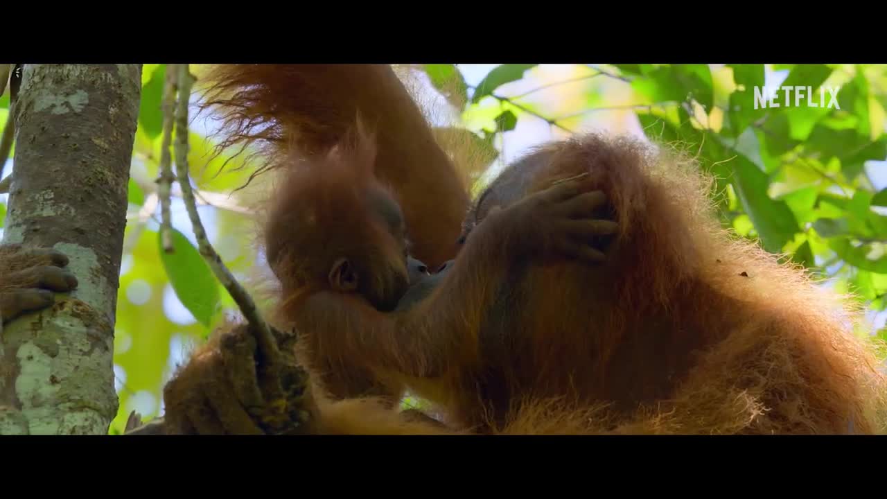 Netflix Secret Lives of Orangutans | Official Trailer 