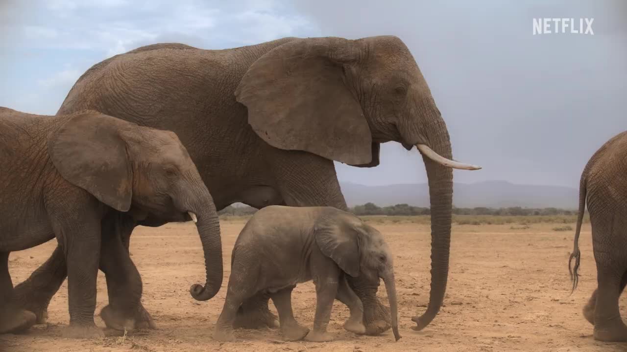 Netflix Secret World of Sound with David Attenborough  Official