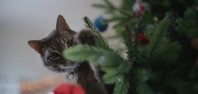 Chewy.com '2024 Holiday: Monkey Cat'