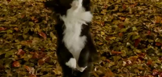 Iams 'Athlete for Life'