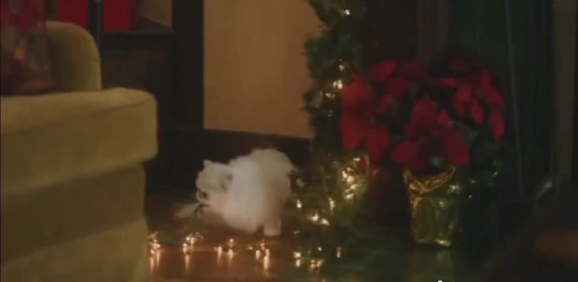 Walgreens 'Holidays: Wild Family'